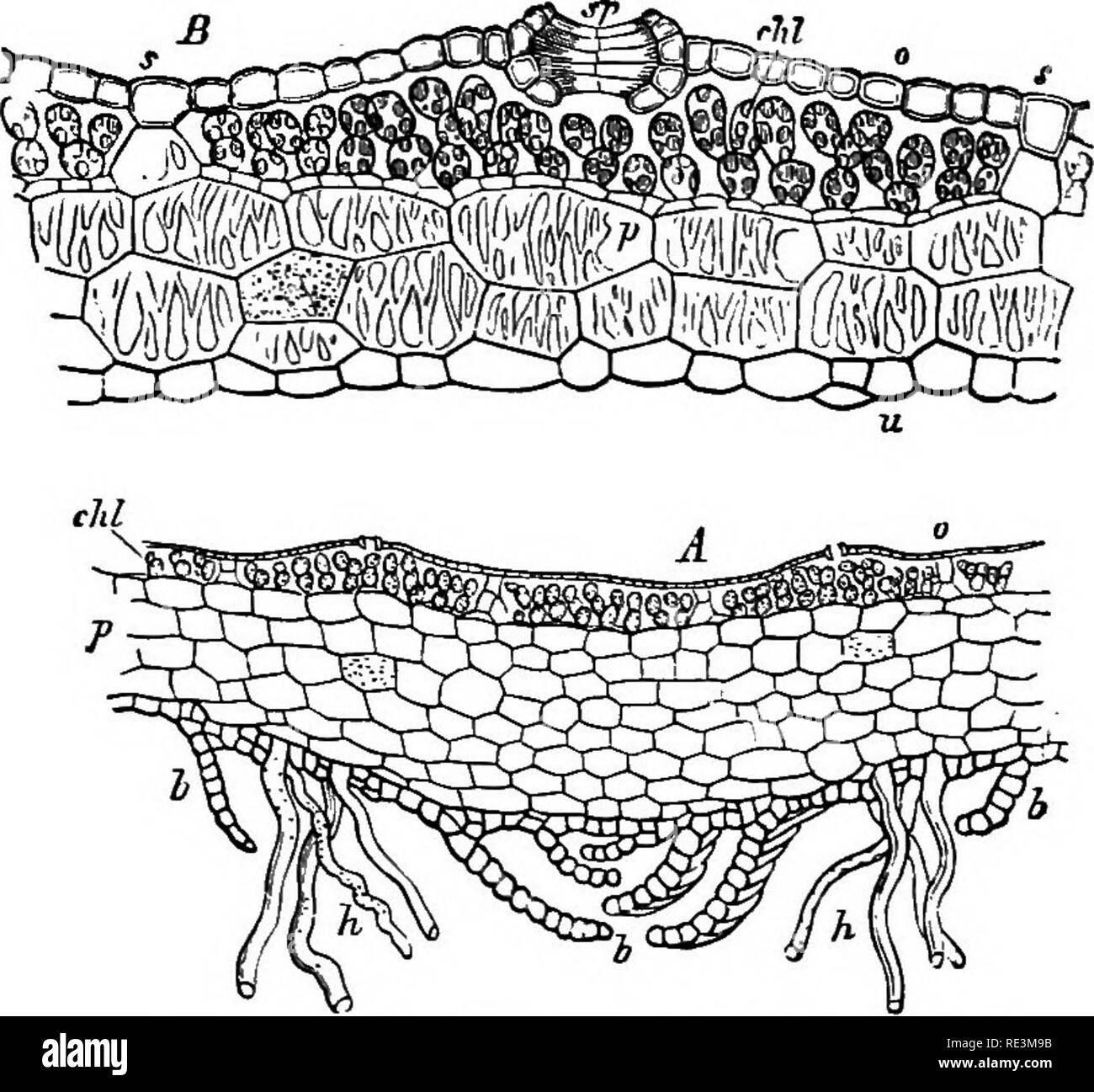 . A handbook of cryptogamic botany. Cryptogams. i68 MUSCINEM stomates belong; (2) a close tissue containing but little chlorophyll, and with the cell-walls pitted or reticulately thickened, without intercellular spaces but sometimes containing mucilage-receptacles; and (3) a ventral. Fig. 153.—A, transverse section through middle portion of thallus of M, poly7norpha (x 30); B, through marginal portion (more highly magnified). /, colourless layer without intercellular spaces o, epiderm of upper side; chl^ chlorophyllous layer; sp, stomate; s, partition-walls between air- chamhers; w, lower epid Stock Photo