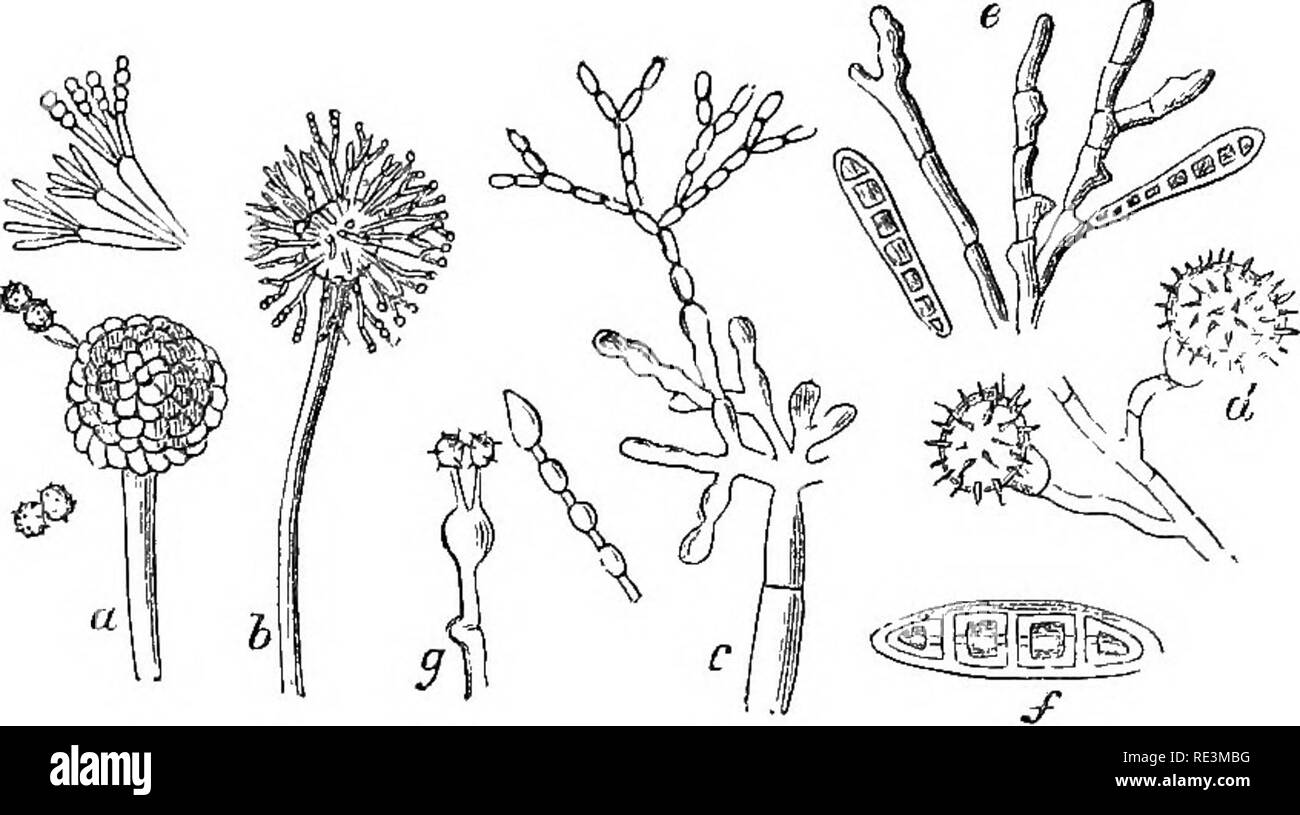 . Introduction to cryptogamic botany. Cryptogams. 298 INTRODUCTION TO CEYPTOGAMIC BOTANY.. Fig. 68. a. Aspergillus glaucus, with its eehinulate spores. 5. Aspergillus dubius, Corda, with the processes from which the neck- laces of spores arise. c. Penicillium armeniacum, Berk., with its elliptic spores connected by little processes. d. Sepedoniu7H myoophilum. e. JSelminthosporium nodosum, Berk, and Curt. Sent from South Carolina, on Eleusine Indica, by Bev. M. A. Curtis. /. Spore of H. Hoffmanni, Berk, and Curt. From specimens on Sporoholus Indicus. Sent by Eev. M. A. Curtis, g. Tip of thread  Stock Photo