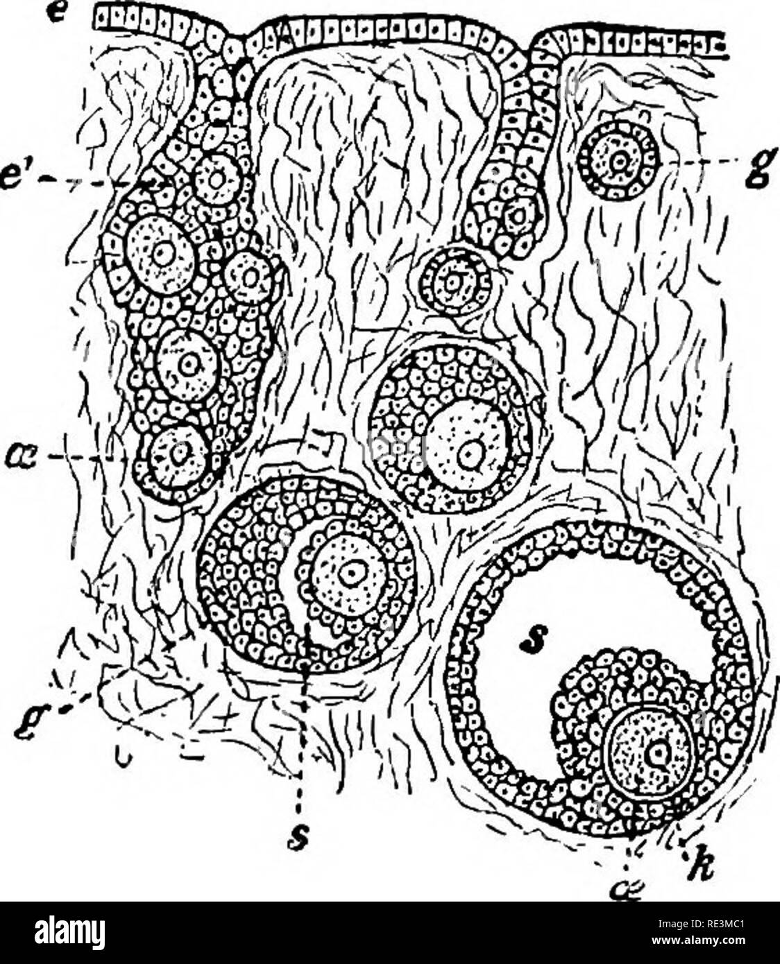 Graafian follicle Black and White Stock Photos & Images Alamy