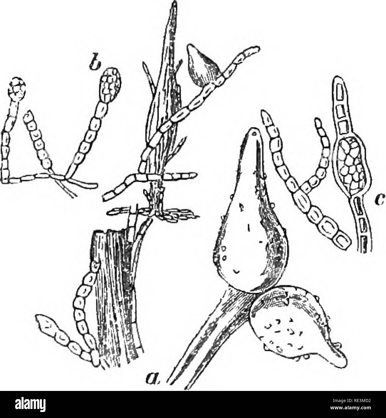 Erysiphe Black And White Stock Photos Images Alamy Erysiphe Black And White Stock Photos Images Alamy