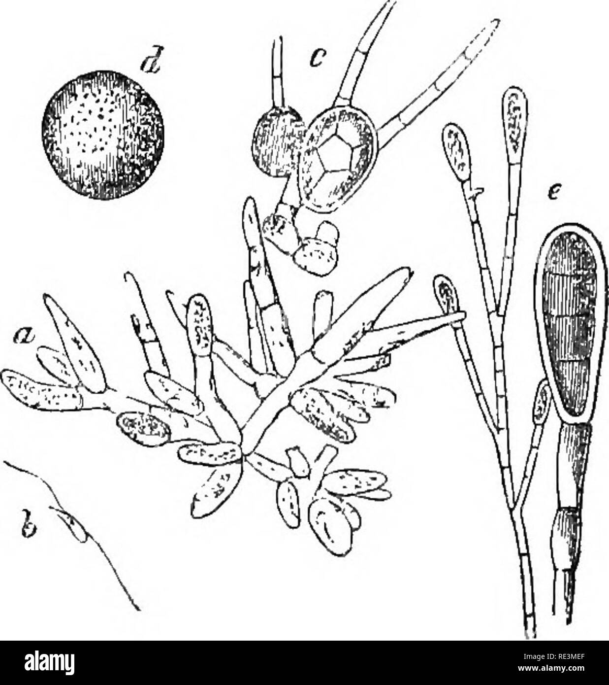 . Introduction to cryptogamic botany. Cryptogams. 230 INTRODUCTION TO CEYPTOGAMIC BOTANY. walls became more distinctly defined, the endochrome divided into two parts, one of which, in cultivated specimens at least always that which was turned to the light, pushed out a little root-like appendage, the divisions of the endochrome and rootlets increased in number, and finally a young plant was produced with a tuft of threads at its apex like those which are so common on the leaves. The spermatozoids then must really possess the power of impregnation, since their presence is absolutely necessary t Stock Photo