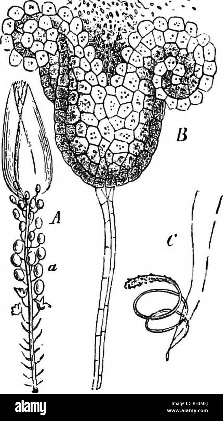 . A handbook of cryptogamic botany. Cryptogams. MUSCI T55 frill to the base of the sporange, which dehisces by a transverse slit near the apex, detaching a strongly convex opercule. There is no peristome nor annulus. A portion of the contents of the sporange remains un- differentiated in the form of a low columel not reaching to the apex. The remainder is converted into spores^ which differ from those of other mosses in being of two kinds, megaspores and microspores (see fig. 125). According to Warnstorf (' Hedwigia,' 1886, p. 89 ; and ' Verhandl. Bot.. Fig. 130.— ^. acutifolium. A, male branc Stock Photo