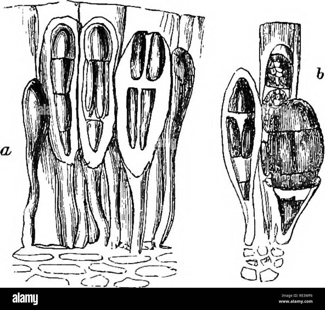 . Introduction to cryptogamic botany. Cryptogams. 218 INTRODUCTION TO CRYPTOGAMIC BOTANY. juncture with the new frond, to which it is attached, till it has attained its normal form or dimensions. The fruit consists of incrassated cells springing vertically from the frond, the endo- chrome in some cases being finally quadripartite. Thuret,. Fig. 56. a. Quadripartite endochromes of Lessonia nigrescetis. b. Ditto, in Echlonia flahelliformis, J. Ag. Both from drawings by Dr. Hooker.* Magnified. however, figures zoospores as produced from the endochrome, but whether in essentially distinct cells or Stock Photo