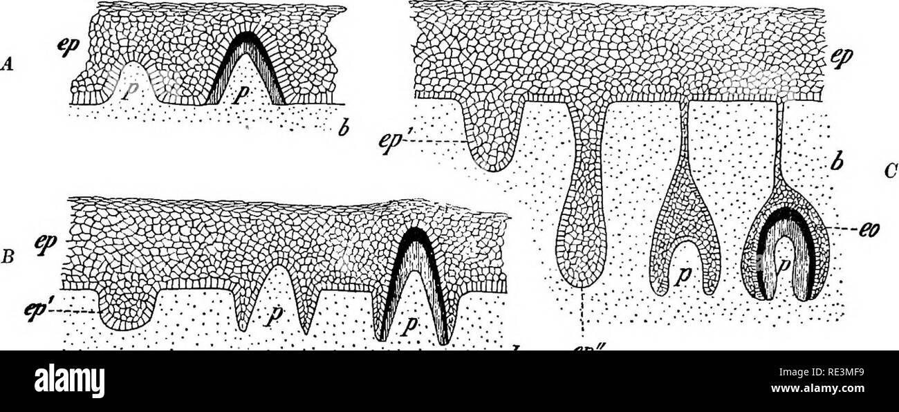 . Text book of zoology. Zoology. Vertehrata. 339 in the following way : a papilla of the dermis, or of the corresponding connective tissue of the mucous membrane, grows into the epidermis, or what is the same thing, the epithelium of the mouth. This papilla secretes, on its upper surface, a covering of dentine, a substance as hard as bone, the structure of which will be considered later; whilst the cylindrical cells, constituting the lowest layer of the epithelium, corering the papilla, secrete on their under sides a layer of still harder material, the enamel. Between the papilla and the epith Stock Photo