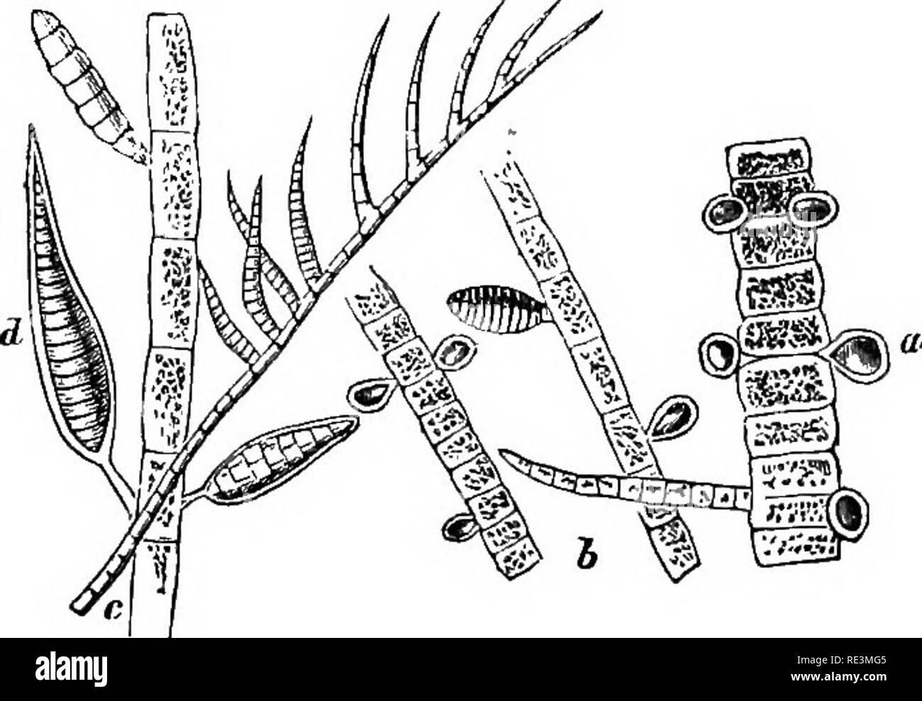 . Introduction to cryptogamic botany. Cryptogams. 210 INTRODUCTION TO CRYPTOGAMIC BOTANY. 1. ECTOCARPE^, Ag. Filiform, articulated; spores or cysts external, sometimes formed by the swelling of a branchlet. 194. &quot;We begin -with the simplest forms, in which the frond is composed of a single simple or branched thread, or coated with cells, or very rarely solid and cellular below, giving off sub-globose spores or cysts filled with a dense endochrome, and active granules contained in distinct organs. There is some doubt about the nature of the former, whether they are simple or compound organ Stock Photo