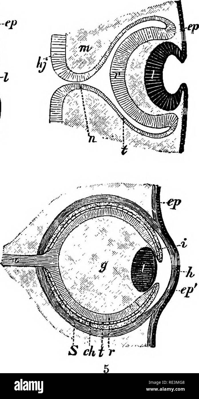 . Text book of zoology. Zoology. Fig. 275. Diagrammatic representation