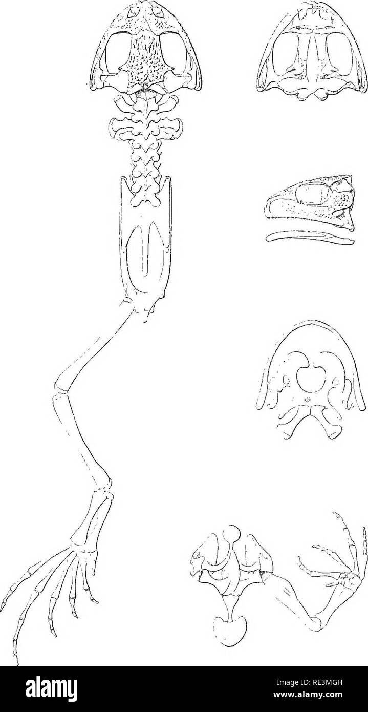. The tailless batrachians of Europe. Frogs; Amphibians. PELOBATES. 197 Fig. 75.. Skeleton of male from Transylvania.. Please note that these images are extracted from scanned page images that may have been digitally enhanced for readability - coloration and appearance of these illustrations may not perfectly resemble the original work.. Boulenger, George Albert, 1858-1937. London, Printed for the Ray society Stock Photo