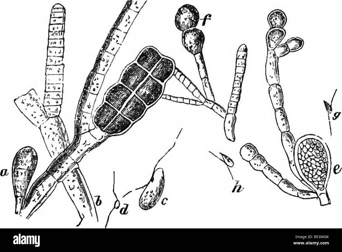 . Introduction to cryptogamic botany. Cryptogams. INTRODUCTION TO CRYPTOGAMIC BOTANY. 209. Fig. 52. a. Cuthria midtifida, fruit with 8 cells, producing large zoospores. b. Fruit with 32 cells, producing spermatozoids. c. Zoospore. d. Spermatozoid. e. Oosporangium of SHlophora rhizodes. f. Trichosporangium of ditto. ff. Small zoospore from Oosporangium. h. Larger zoospore from Trichosporangium. All magnified, after Thuret. 193. The divisions into which this great class naturally breaks up are the following: Ectocarpew, Chordarice, Dictyo- tece, LaminaricB, Sporochnacece, and Fucacece, of which  Stock Photo