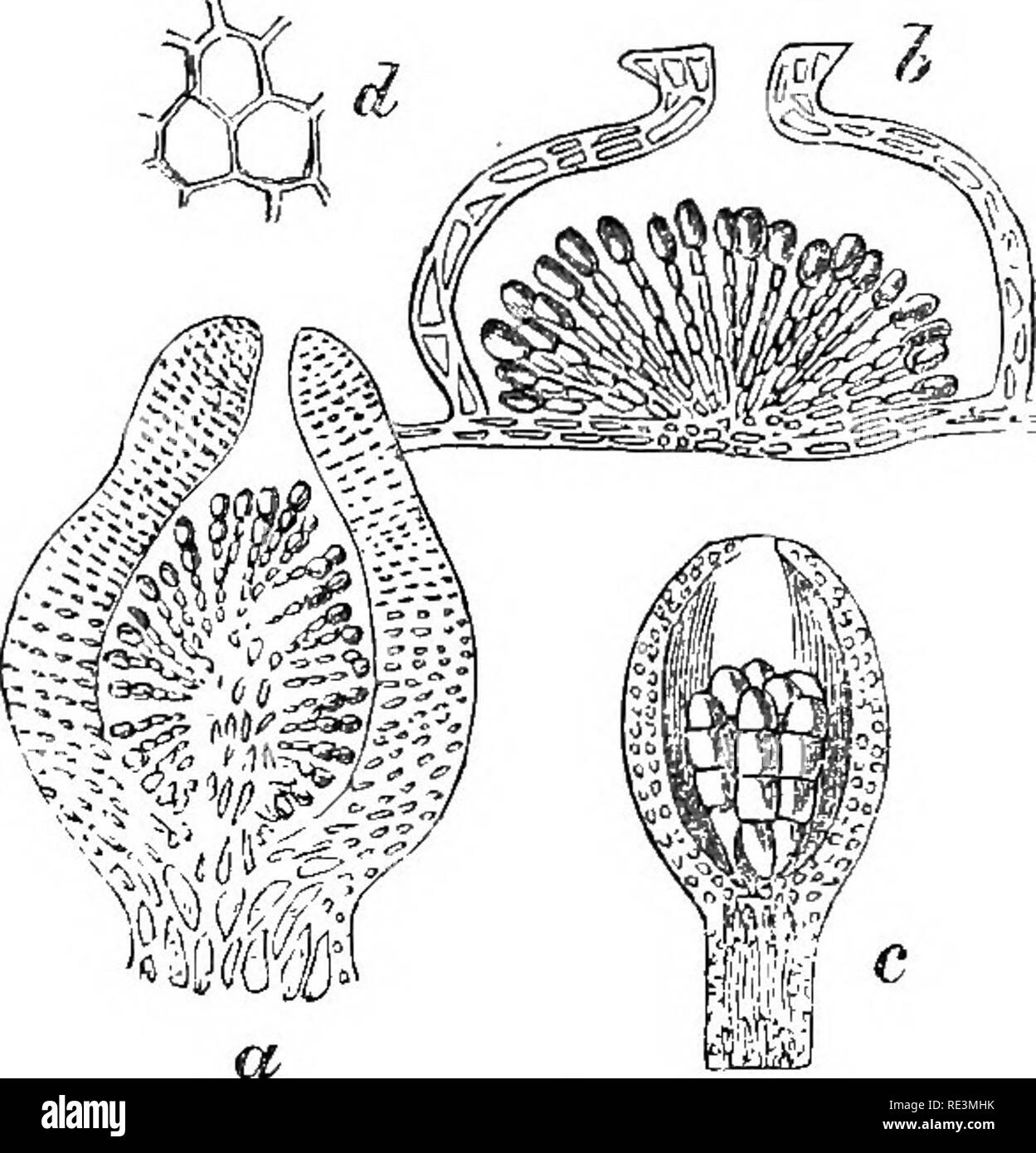 . Introduction to cryptogamic botany. Cryptogams. 194 INTRODUCTION TO CRYPTOGAMIC BOTANY. Membranaceous or cartilaginous. Conceptacles distinct, often perforated. Spores (Fig. 45, b) formed successively, beginning at the tips, in the joints of moniliform threads which spring from a basal placenta. 170. This section comprises those red Algas which have their spores lodged in an external subglobose conceptacle, and at the same time whose spore-threads are moniliform, the joints of which, commencing above, separate into many spores. Their frond is either cartilaginous or membranaceous, and totall Stock Photo