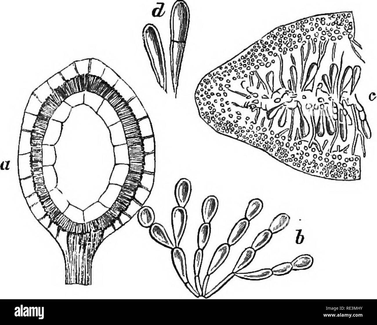 . Introduction to cryptogamic botany. Cryptogams. INTRODUCTION TO CEYPTOGAMIO BOTANY. 193 placenta of Eucheuma is free, except at the very base, and is suspended in the middle of the nucleus by delicate filaments proceeding from it to the walls of the nucleus, while in Solieria (Fig. 44, e) it is perfectly free, with the exception of similar connecting threads. It is a curious matter that there should. Fig. 47. a. Nucleus of Eucheuma isiforme, J. Ag., showing the placenta at- tached to the wall of the nucleus by delicate threads, and supported at the base, magnified. h, Moniliform threads, bea Stock Photo