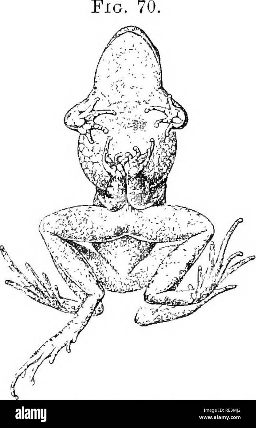 . The tailless batrachians of Europe. Frogs; Amphibians. 188 PELOBATID^. female the elbows of the male join on the pubic region, and the forearms are carried forwards, pressed against the middle line of the belly, the hands meeting without intercrossing the fingers. Sometimes, however, the embrace is less close, the elbows fitting into the groins, and the forearms forming an angle on the belly. The pairing is nsually of short duration, a few hours only.. Lower view of male and female pairing. and the male will, as a rule, let go if handled. Speci- mens kept in confinement by me last winter pai Stock Photo