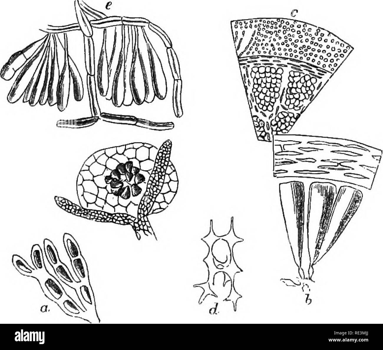 . Introduction to cryptogamic botany. Cryptogams. INTRODUCTION TO CRYPTOGAMIC BOTANY, 179 coasts. Crouama is remarkable for possessing the habit of Batrachospermum. Halurus and Oriffiihsia, have their representatives all round our coasts, but are also found in the southern hemisphere, where also a large number of species of Oallithamnion occur, though they are more numerous northwards. 2. Spyridiace^, Harv. (Spyridiew, J. Ag.). Fig. 44. a. Conceptacle of Spyridia flamentosa, Harvey, magnified. From a specimen communicated by Mrs. Griffiths,* with the threads in which the spores are generated f Stock Photo