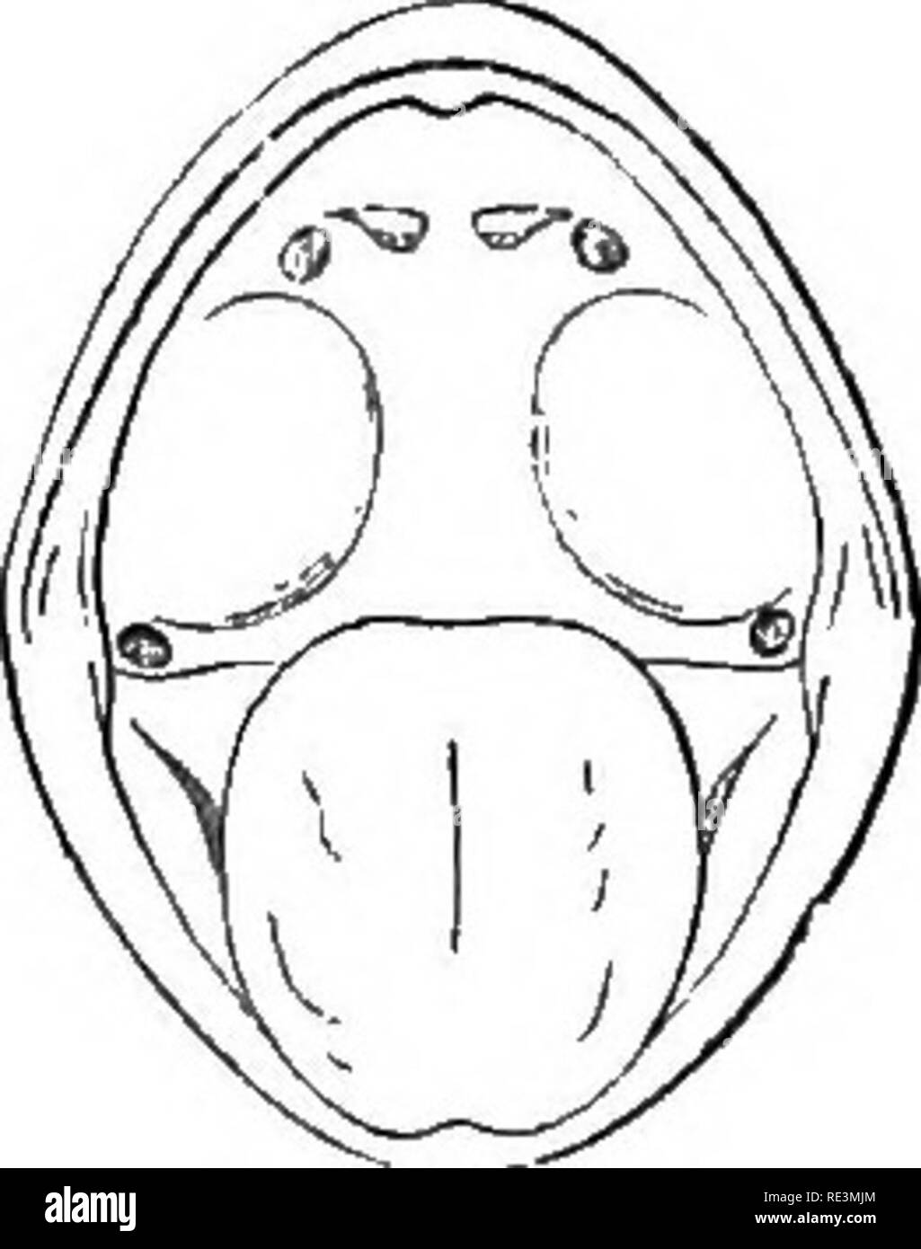 . The tailless batrachians of Europe. Frogs; Amphibians. PELODYTES. 181 Fig. 67. (1876); Heron-Royer, Bull. Soc. Zool. Prance, 1878, pp. 128 &amp; 299, pi. iii, and 1879, p. 229, pis. x and xi; Boulenger, Bull. Soc. Zool. France, 1880, p. 225, and Oat. Batr. Ecaud., p. 438 (1882); Peracca, Boll. Mus. Torin., i, 1886, No. 1; Heron-Royer, Bull. Soc. Et. Sc. Angers, xv, 1886, p. 91; Heron-Royer &amp; Van Bambeke, Arch. Biol., ix, 1889, p. 277, pi, XX, figs. 5—12; Bedriaga, Bull. Soc. Nat. Mosc, 1889, p. 533, and Amph. Rept. Portug., p. 20 (1890); Boulenger, Proc. Zool. Soc, 1891, p. 617, pi. xlvi Stock Photo
