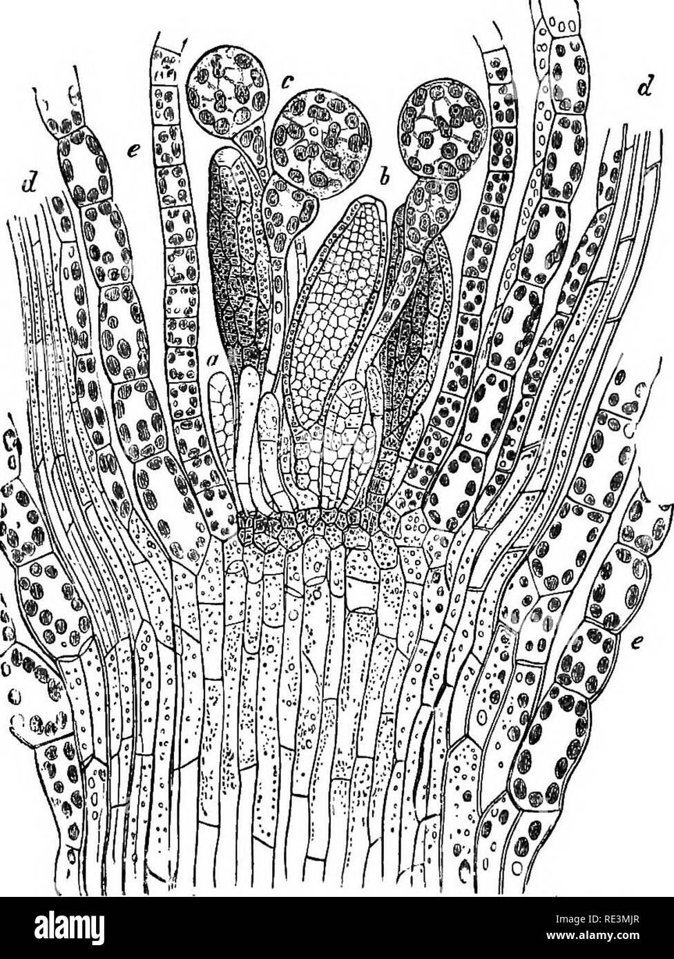 Unisexual Black and White Stock Photos & Images Alamy