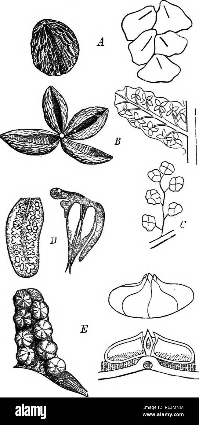 . A handbook of cryptogamic botany. Cryptogams. VASCULAR CRYPTOGAMS The ...