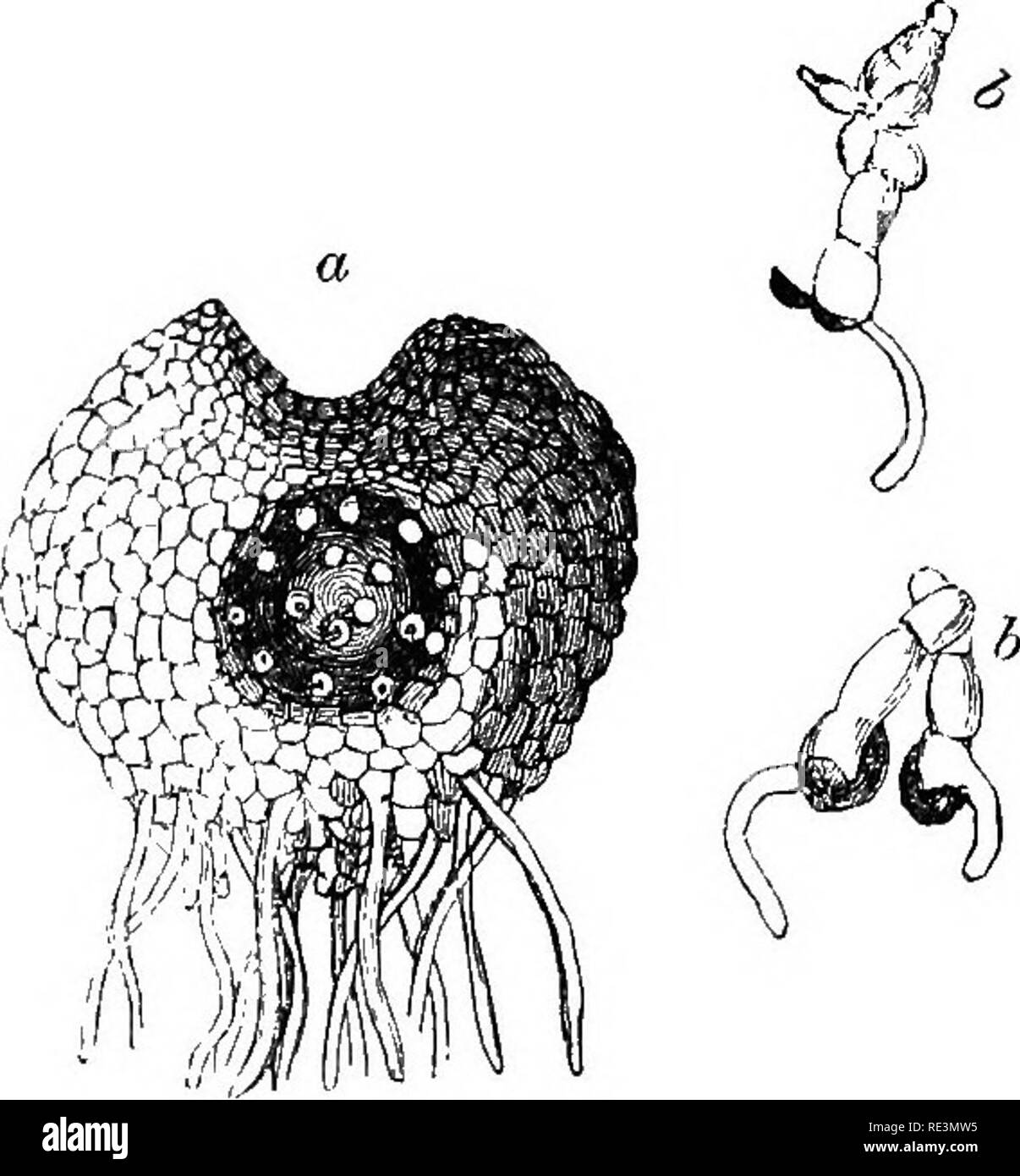 . Introduction to cryptogamic botany. Cryptogams. 44 INTRODUCTION TO CEYPTOGAMIC BOTANY. of Phssnogams, which, at times, are equally capable of re- production in the shape of buds. 31. The spores, or what have the appearance of spores, do not always reproduce the plant immediately, even in plants of such a low grade as Fungi. In the higher Fungi, certain cells swell and become clavate, producing on their surface a number of little points, each of which is terminated by a spore. In Tremella, this clavate swelling has much the appearance of fruit, but the points upon its surface are greatly elon Stock Photo