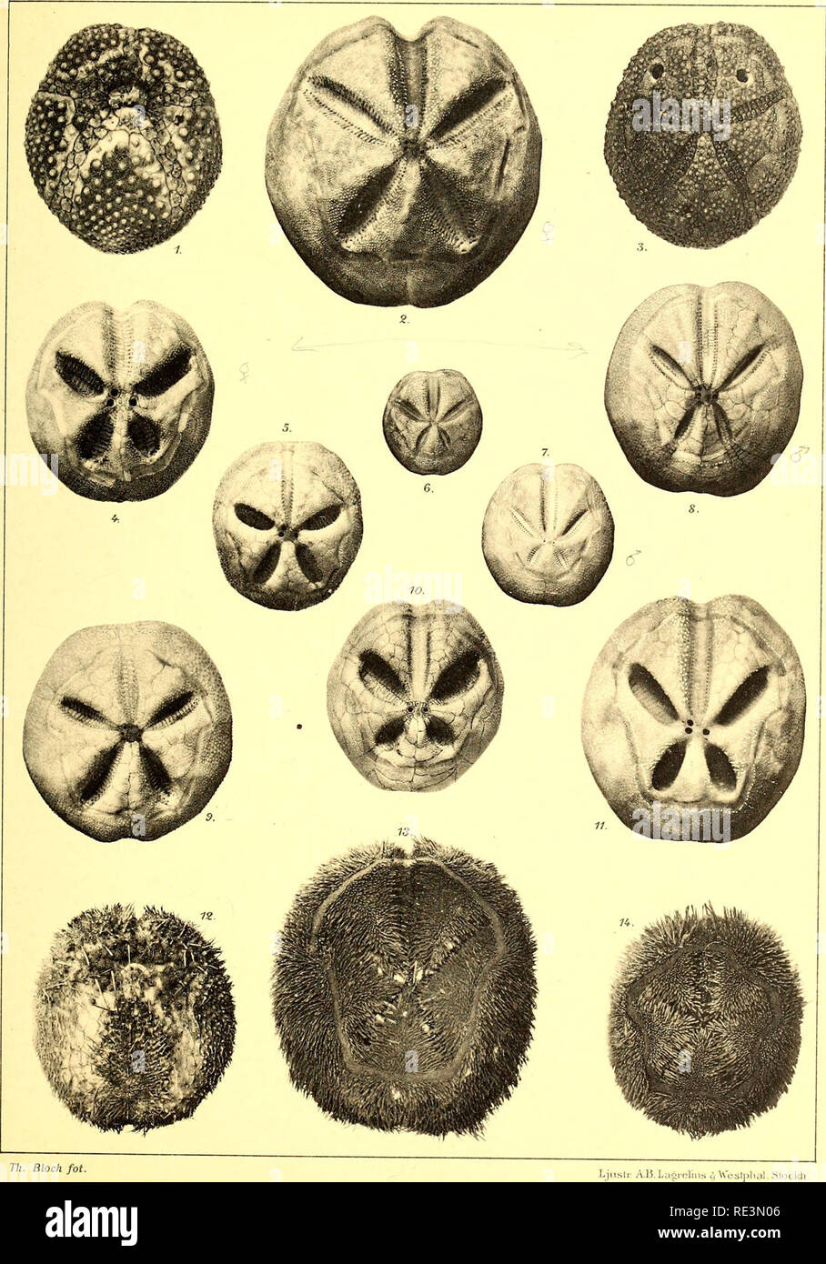 . Echinoidea of the Swedish South Polar Expedition. Sea urchins. Schwedische-Siidpolar-Exp. 1901-1903. Bd.VI.L.4.. 1, 3, 5, 9, 14. Abatus Agassizii (Pfeffer). 2, 4, 6—8, 10—13. A. cavernosus (Phil).. Please note that these images are extracted from scanned page images that may have been digitally enhanced for readability - coloration and appearance of these illustrations may not perfectly resemble the original work.. Mortensen, Th. (Theodor), 1868-1952; Svenska sydpolar-expeditionen (1901-1903). Stockholm : Lithographisches Institut des Generalstabs Stock Photo