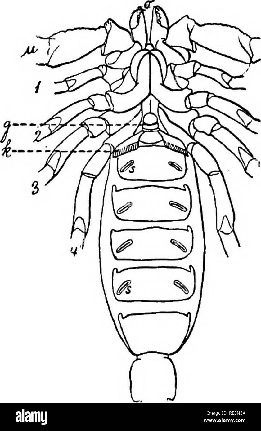 . Text book of zoology. Zoology. 282 Arthropoda.. -tei-mmal joint. The amis is situated in tie membrane between the last and the penultimate somites. Anteriorly, on the ventral surface of the abdomen, just behind the legs, there arises a pair of flattened, unsegmented appendages (the pectines), the posterior edges of which are toothed; theii- significance is unknown. Close to them lies the genital aperture; on the broad portion of the abdomen (pre-abdomen) there are also, on the ventral surface, fom- pairs of slit-like stigmata, the openings of the same number of lung-sacs. The Scorpions are f Stock Photo