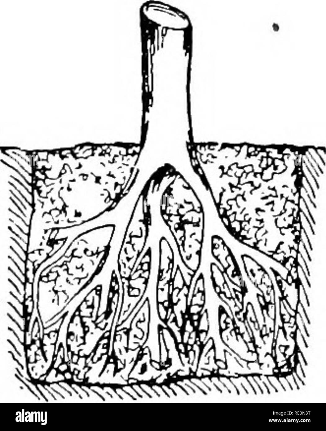 . The principles of plant culture; a text for beginners in agriculture ...