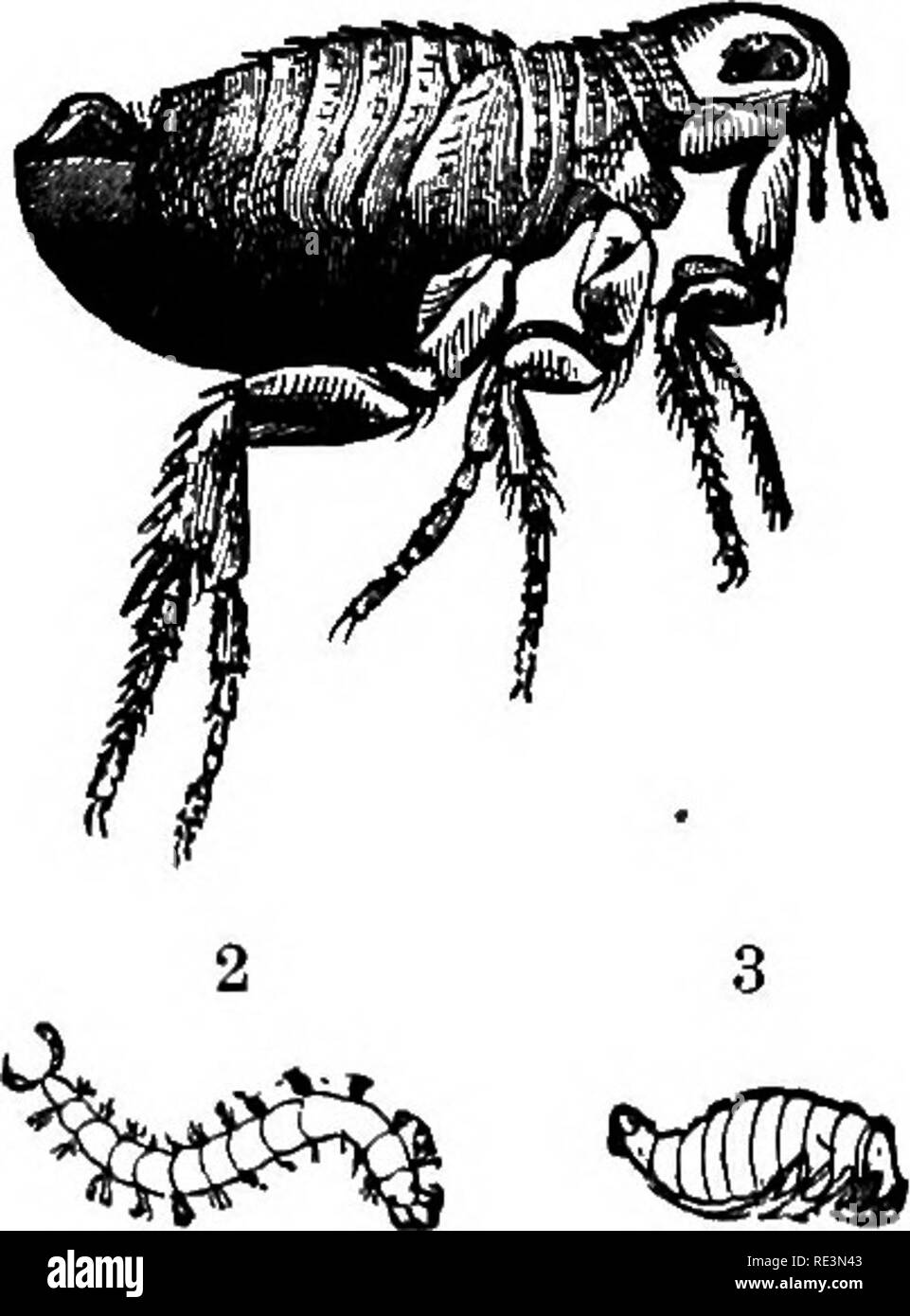 . Text book of zoology. Zoology. 278 Arthropoda. pupates immediately after birtli. On the Horse (and Cow) the active, winged Horse-tick {Hippohosca eqiiina) is found; in the wool of Sheep, the wingless Sheep-tick (Melophagus ovinus). The same mode of propagation is followed by the closely allied, small, blind, wingless Bee-louse {Braula cxca) parasitic on Honey-bees. The Fleas {Aphaniptera) are usually placed close to the Diptera, thoiigh probably incowectly. The body of these Insects is compressed, the coloui- bright yellow to dark brown, the head small with a 1 single ocellus on each side (i Stock Photo