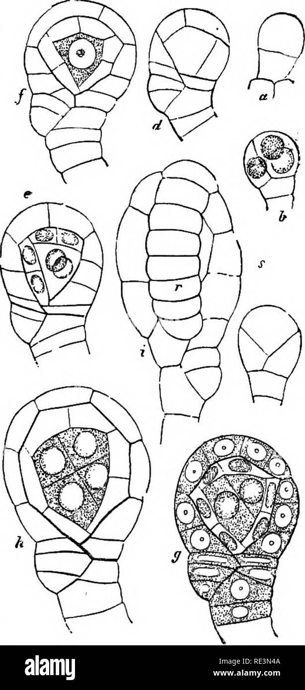 . A handbook of cryptogamic botany. Cryptogams. Fig. 55.âSporange oiAspidmmytlix- tnaSf showing annulus an, lip-cells Ic, and paraphyse attached to stalk. (After Kiindig, greatly magnified.) ranges are frequently slender seg- mented filaments, or paraphyses. T T-11 J- âiT-Â«'Â«â Fig. 56.âDevelopment of sporange of .(4Â«S/e- In some PolypodiaceÂ» there is a ^i^n, Tnclwmanes L. s, archespore; r, single (rarely more than one) out-â ^nnuius(x 550). (After Goebei.) growth from the stalk of the sporange, resembling a capitate hair, and sometimes septated internally. It is regarded as a paraphyse, an Stock Photo