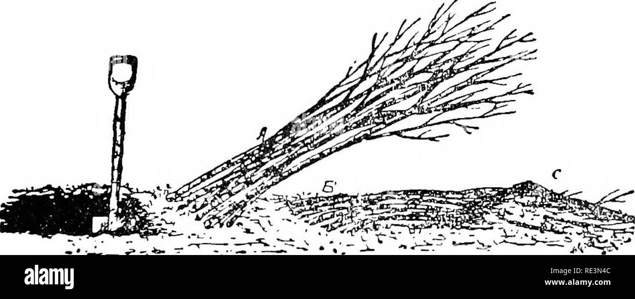. The principles of plant culture; a text for beginners in agriculture and horticulture. Gardening; Botany. 236 PRINCIFLES OF PLAXT CULTURE of roots surrounded with the same material. If the dis- tance to be transported is short, the mossed roots may. * ' JT^'* '- Fig. 133. — Nursery trees heeled-in to prevent drying. A, a short row of trees with only the roots covered. B, a. row mth their tops bent down and  covered with earth at C. Sometimes the whole tops are covered. Trees should not be heeled-in in the bundles. be sewed up in burlap or matting and the tops may be tied up in straight straw Stock Photo