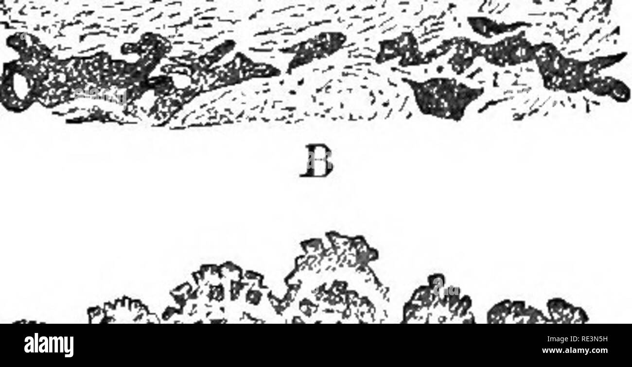 . The tailless batrachians of Europe. Frogs; Amphibians. e^ ^â &quot;n /' r^^ f-A '^ V Mi&quot;Â«&gt; fA'] t ... D Sections ttrougli tlie niaptial asperities of males, miicli en- larged (after F. Lataste). A. Itana temporaria. B. Bana esculenta. c. Bufo vulgaris, u. Bufo calamita. e. Disco- gloasus pictus. p. Bombinator pacliypus. The males of most of our Batrachians make them- selves conspicuous during the pairing time by their voice, whether they be provided with vocal sacs or not. Although there are some, Bana esculenta and Hyla, in which the clamour is not restricted to the breeding seas Stock Photo