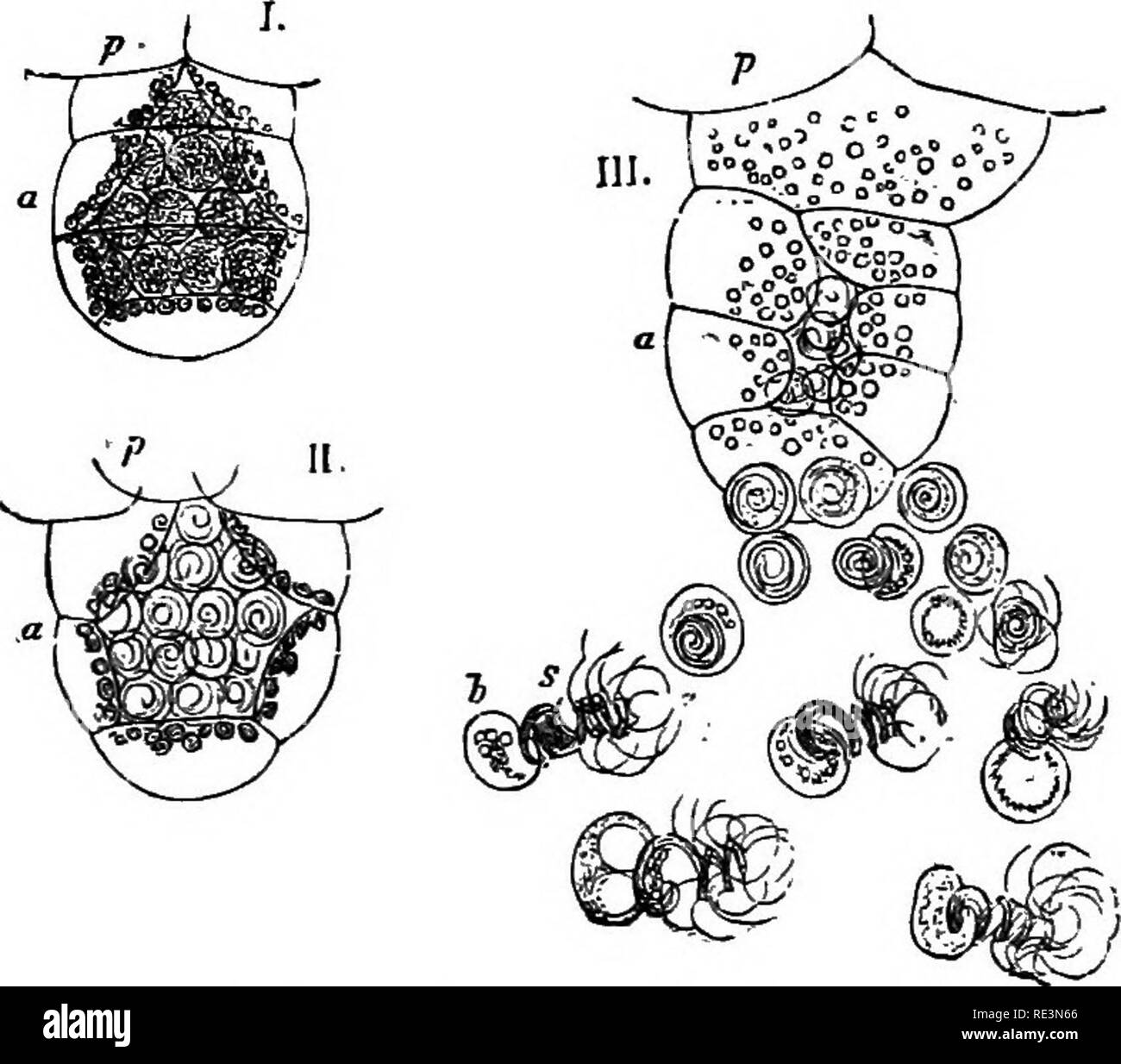. A handbook of cryptogamic botany. Cryptogams. leptophylla (Desv.) the prothallium is many-lobed, and the archegones and antherids are produced on separate conical tuber-hke outgrowths from its under side, which penetrate into the soil, where they are perennial, and may give birth by budding to new prothallia, while the sporophyte gene- ration is annual. The prothallium is occasionally, in the Hymenophyllacese, reduced to a single row of cells ter- jf *^i^5^^?^S5^9 minating in an antherid, or even to a single cell. Campbell has detected continuity of protoplasm in the cells of the prothallium Stock Photo