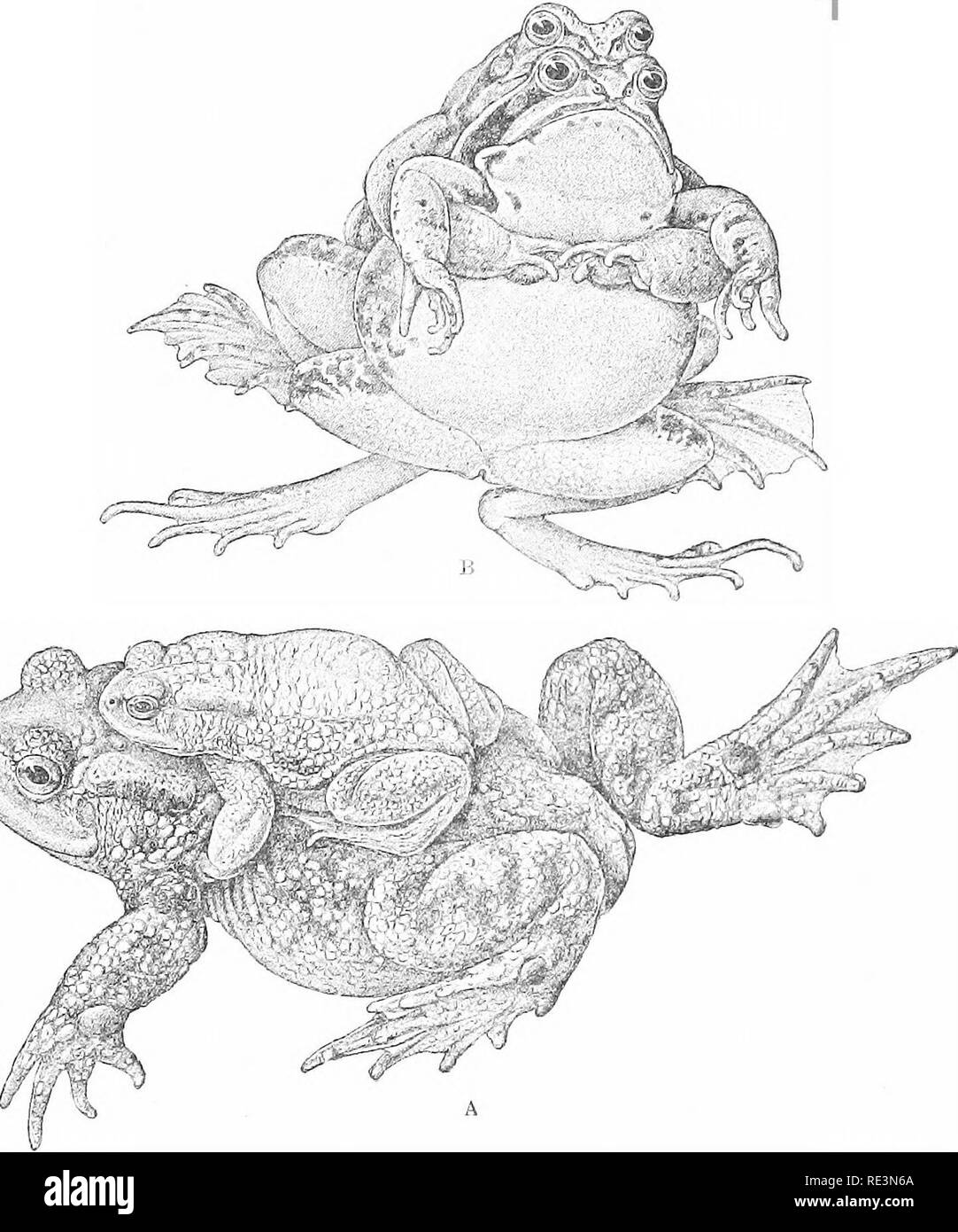 . The tailless batrachians of Europe. Frogs; Amphibians. PAIEING AND OVIPOSITION. 69 Impregnation accompanies or immediately follows, in one or more emissions, the discharge of the eggs. The mode of embrace varies according to the species ; it is axillary in all our genera with horizontal pupil, and lumbar in the others, as shown in the following synopsis : Fig. 26.. Pairs in embrace.^ A. Bufo vulgaris, b. Bana arvalis. I. Male holding the female round the waist. A. The hands joining on the pubic region (Fig. .25, a). Discoglossus, Bombinator, Alytes, Pelobates.. Please note that these images  Stock Photo
