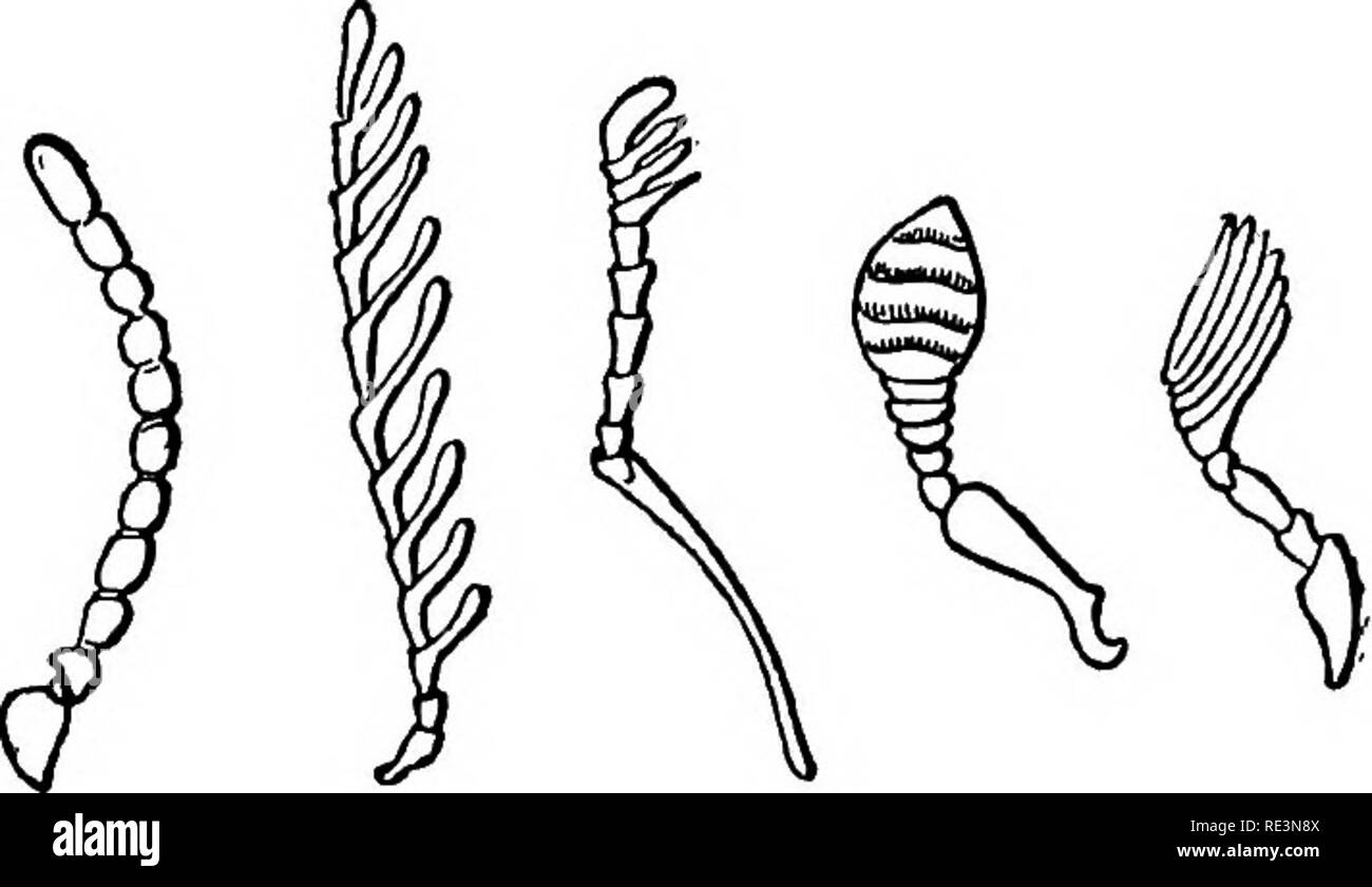 . Text book of zoology. Zoology. Glass 3. Insecta. 231 Class 3. Insecta ...