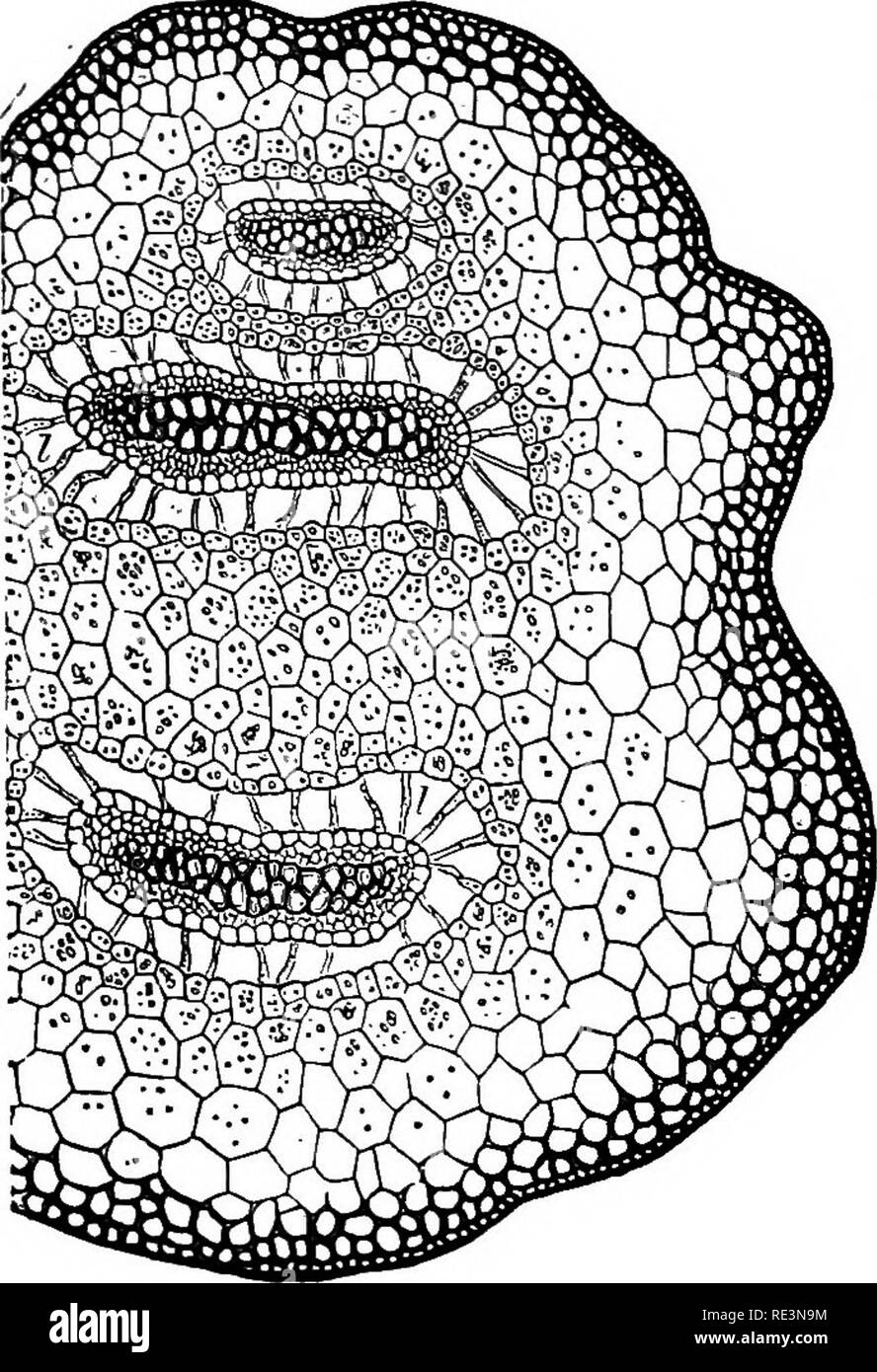 . A handbook of cryptogamic botany. Cryptogams. 44 VASCULAR CRYPTOGAMS