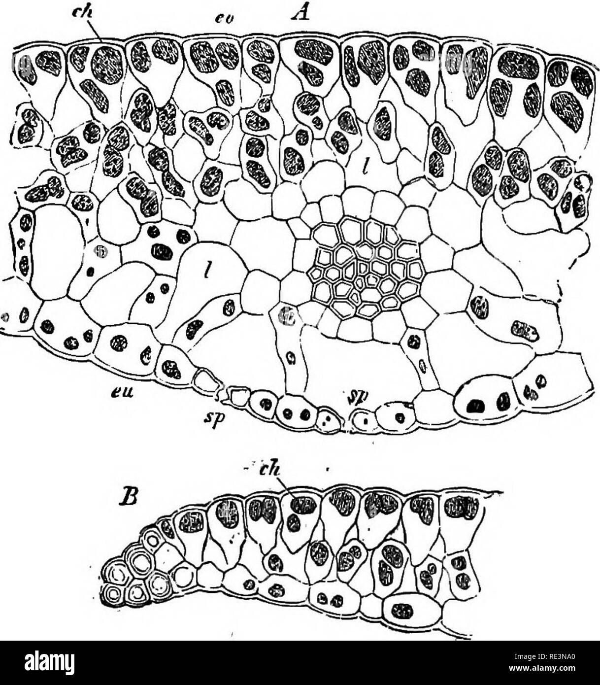 Reticulate bodies Black and White Stock Photos & Images - Alamy