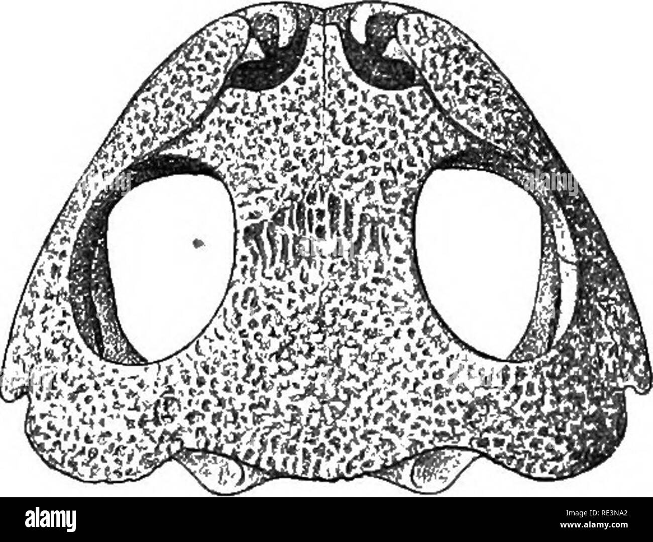 . The tailless batrachians of Europe. Frogs; Amphibians. kSkbleton. 35 The membrane bones, all paired with the excep- tion of the parasphenoid (and in Pelobates the fronto- parietal), are the following :—Prsemaxillary, maxillary, squamosal, pterygoid, palatine, vomer, parasphenoid, nasal (often called prefrontal), and fronto-parietal, A small ossification behind the narial opening is the turbinal, regarded by some as the true nasal. The cranial ossification may be feeble, and a considerable portion of the cartilaginous primordial cranium remain exposed,—as, for instance, in Bombinator, which,  Stock Photo