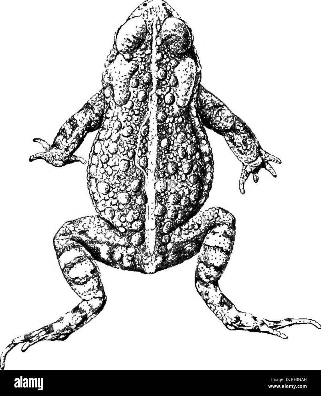 . The tailless batrachians of Europe. Frogs; Amphibians. 24 INTRODUCTION. a stripped skin held against the light, gives rise to the yellow vertebral line which is normal in.Bm/o calamita, and only exceptional in B. vliiJls and wiiZ^ar/s, inde- pendently of another light vertebral streak which is sometimes also present. The independence of the two is most conspicuous in cases of deviation of the former, as often happens in Bafo calamita, which appears to be caused by the presence of large glands in the course of the raphe necessitating a winding (Fig. 9). Fig. 9.. Biifo calamita, showing yellow Stock Photo