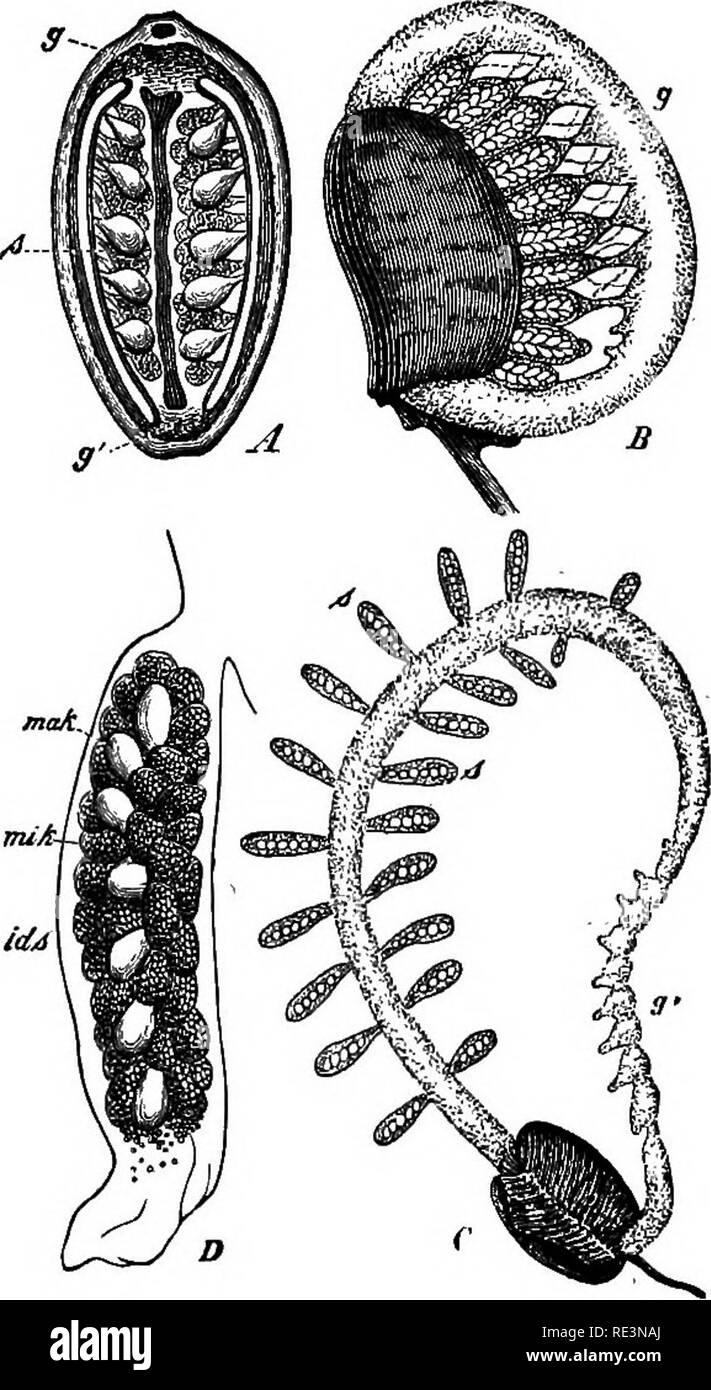 . A handbook of cryptogamic botany. Cryptogams. RHIZOCARPEjE 37 joranges. Fertilisation takes place within the drop of mucilage, which len gradually disappears, and the impregnated megaspore lies on the amp ground, to which it becomes attached by the rhizoids put out om the prothallium until the first root of the embryo penetrates into le soil. In Marsilea the processes are somewhat similar. The exces- vely hard, almost stony, shell of le sporocarp gives way slightly at s ventral edge as it lies in water, id the water penetrates into the Lterior. This causes the suc- jlent parenchymatous tissu Stock Photo