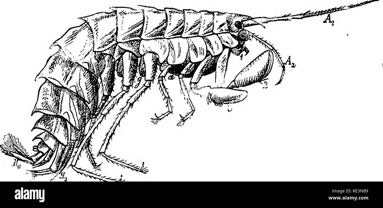 Class Malacostraca