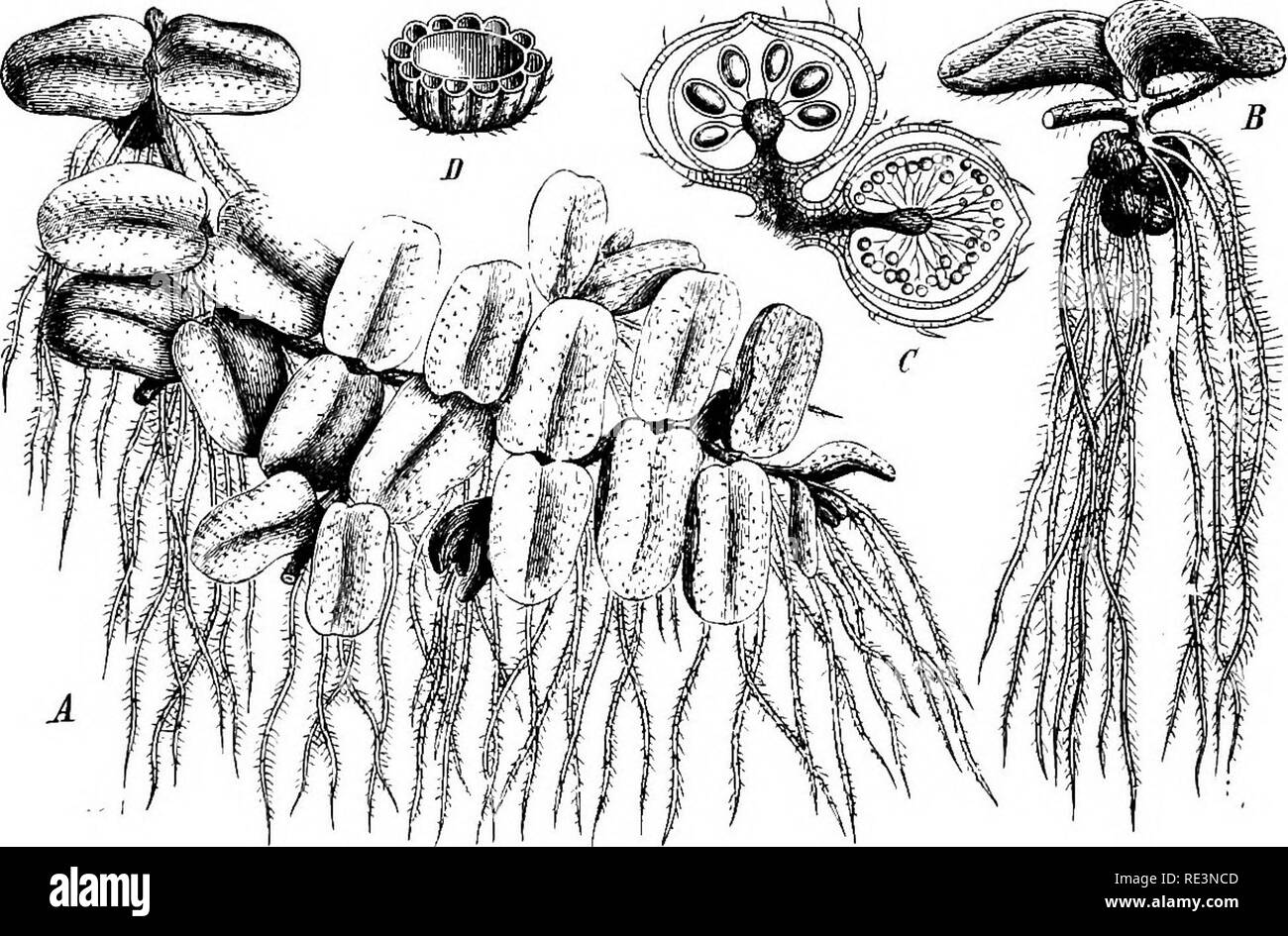 . A handbook of cryptogamic botany. Cryptogams. RHIZOCARPEyE 23 hardening of mucilage derived from the disorganisation and deliques- cence of a portion of the contents of the sporange. The female prothal- lium is formed within the apical papilla of the megaspore, and is exposed by the bursting of the enveloping epispore. It never completely frees itself from the megaspore, and is usually altogether destitute of chlorophyll. It bears one or more archegones, differing from one another in smaller points of structure in the different genera. The microspores do not give birth to a male prothallium, Stock Photo