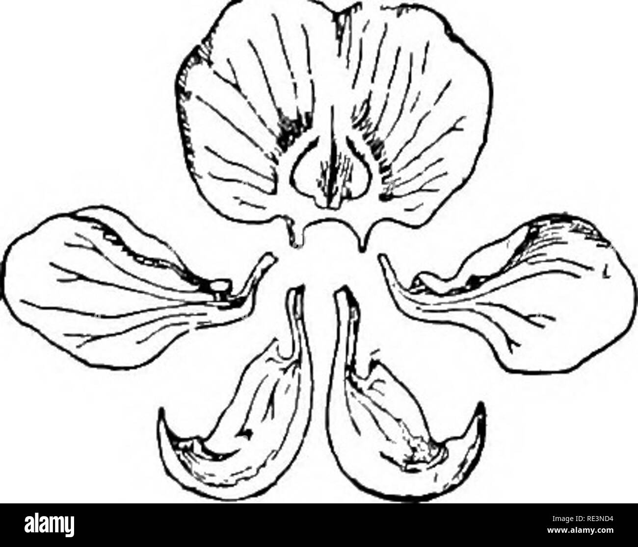 . The principles of plant culture; a text for beginners in agriculture and horticulture. Gardening; Botany. Fig. 46. Flower of the pea, PisuTYi sativum. Fig. 47. — The same dissected, showing variation in form of the petals. 144. The pistil. — The column-like part in the center of the flower is called the pistil. This also consists of three principal parts, viz., the enlarged flattened summit, '^^ &lt; called the stigma; the egg- shaped base, called the ovary; and the slender part connect- ing the two, the style. The ovary contains a smaller, egg-shaped part, called the ovule, which when devel Stock Photo