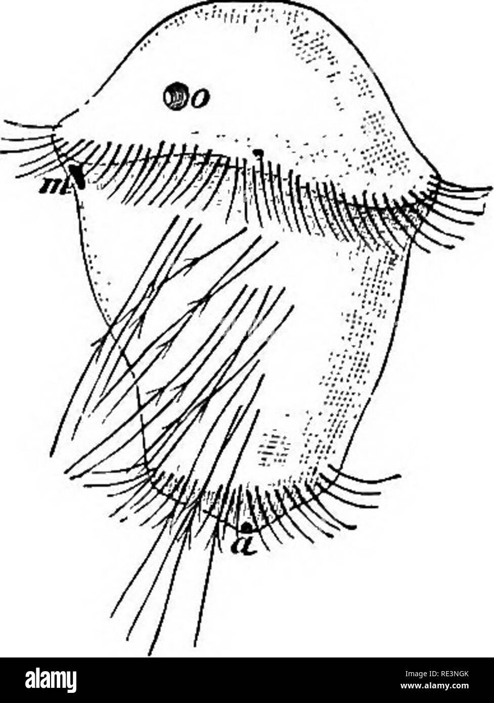 . Text book of zoology. Zoology. Fig. 135.. Fig. 134. Diagram of the reproductive apparatus of an Earth-worm ; the animal is dissected from the mid-dorsal line and spread out. 8—14, 8th to 14th bristle-hearing seg- ments. 0 ovary, od oviduct, sb vesicula seminalis, sg spermatheca, t testis, vd vas deferens, vd' its outer end, ce receptaculum ovorum. The transverse hnes represent the septa.—Orig.- Fig. 135. Larva of Nereis, a anus, m mouth, o eye.—After Gotte. Asexual reproduction occurs in not a few members of both groups. In some cases tbere is a simple transverse fission; the animal divides  Stock Photo