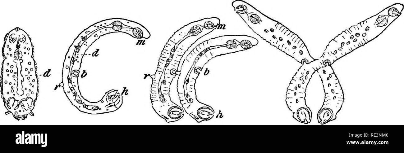 . Text book of zoology. Zoology. Class 2. Trematoda. Order 1. Polystomea. 147 the host tegin to atrophy, and then wanders (probably through the alimentary canal of the Frog) into the ui-inai-y bladder, where its further development takes place. 3. Diplozoonparadoxum, &quot;the Double-animal,&quot; lives in the gills of different fresh-water Fish. The larva is fui'nished with cilia, which atrophy after it has attached itself to the gills. The young parasite is an elongate animal with two suckers in front and several behind; there is, further, a median ventral sucker, and. ABC D Pig. 103. Diplom Stock Photo