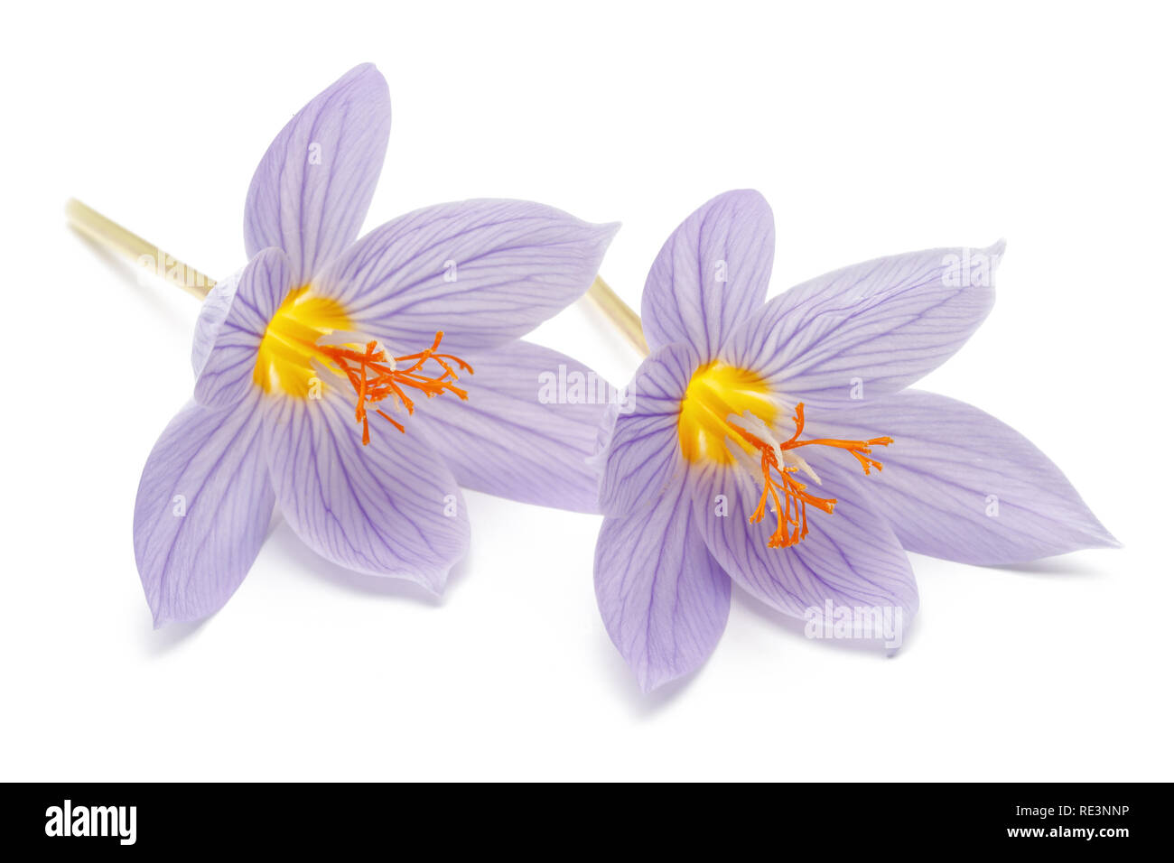 Crocus flowers isolated on white background Stock Photo
