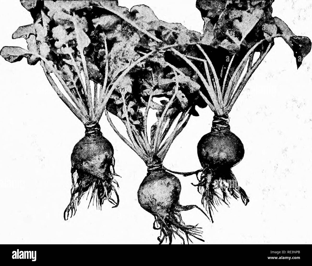 . School and home gardening; a text book for young people, with plans, suggestions and helps for teachers, club leaders and organizers. Gardening; School gardens. THE GROWING OF VEGETABLES 203 following &quot;herbs.&quot; Their special uses, as here mentioned, may be suggestive: Mint, for meat sauces. Angelica, for flavoring cakes. Lavender, for oil and toilet water. Sage, for sausage and meat dressings. Sweet fennel, leaves used in fish sauces. â¢ Dill, the seeds are used to flavor pickles. Caraway, seeds used by bakers in cakes, cookies, -iire^i,, apple pie,,etc. ' , &quot; ^ '' i/ 4 â ^. Fi Stock Photo