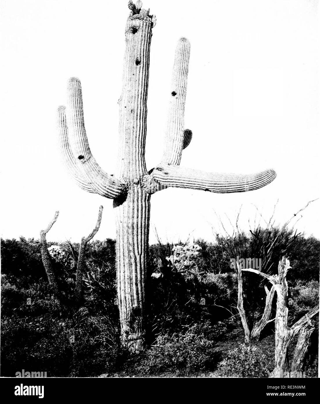 . The conditions of parasitism in plants. Parasitic plants. rii^7-,i&gt;. â '! 'f']''^3*^'-'i^'^'.^Wf^^'^^^-^f^' *. Sahuaro (Carnegiea gigantea) with Opuntia in cavities of summit.. Please note that these images are extracted from scanned page images that may have been digitally enhanced for readability - coloration and appearance of these illustrations may not perfectly resemble the original work.. MacDougal, Daniel Trembly, 1865-1958; Cannon, William Austin, 1870-. Washington, D. C. , Carnegie Institution of Washington Stock Photo