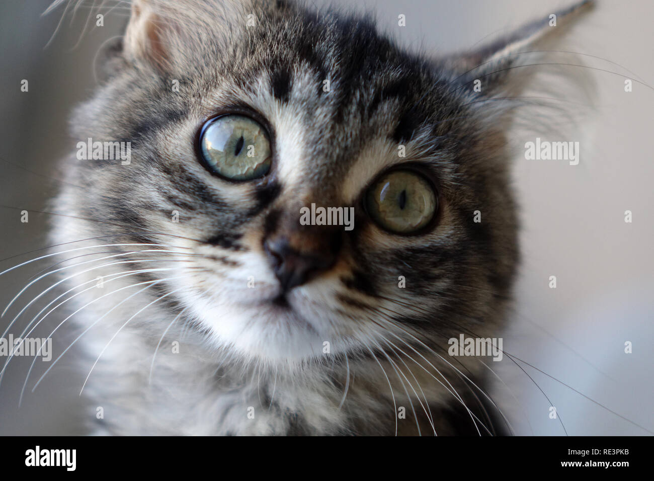 Cute young tabby cat looking at camera Stock Photo - Alamy