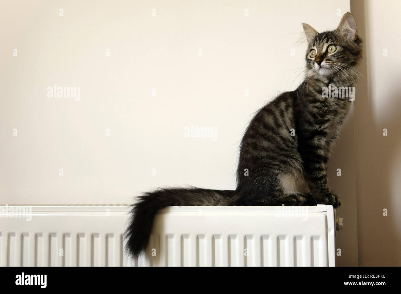 Cute young tabby cat sitting on radiator Stock Photo Alamy