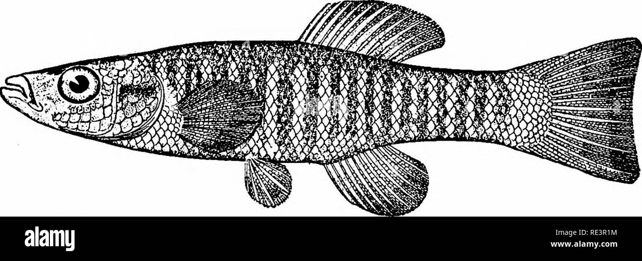 Goldfish varieties and tropical aquarium fishes; a complete guide to  aquaria and related subjects. Aquariums; Goldfish. The Darter (Enlaryed  nearly twice) known as the Soldier Fish. It occurs in shallow streams