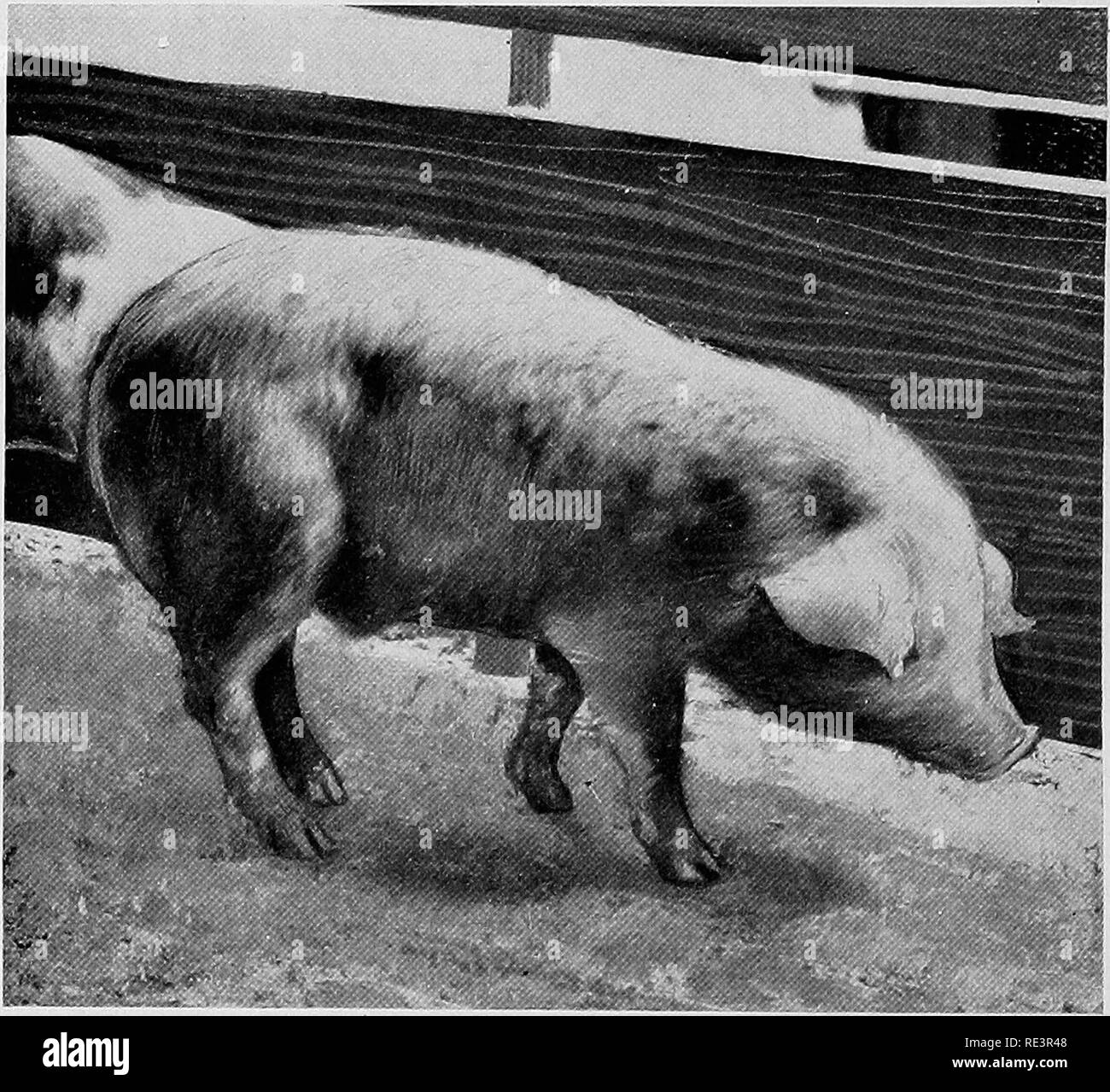 . Swine practice . Swine. 272 SWINE PRACTICE America, and at this time it is the most important disease econom- ically in the United States. Etiology.—The cause of hog cholera is attributed to a tiltrable virus. The relation of a tiltrable virus to hog cholera was first recognized by De Sehweinitz and Dorset in 1904, and similar investi- gations by Boxymeyer of Michigan were also concluded in 1904. Other investigators have verified the findings of De Sehweinitz and Dorset. The virus of hog cholera occurs in the blood and therefore in prac-. Fig. Acute hog cholera (Advanced Stage). tically all  Stock Photo