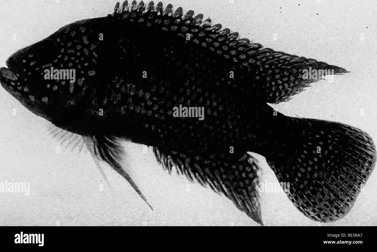 Fish varieties sales