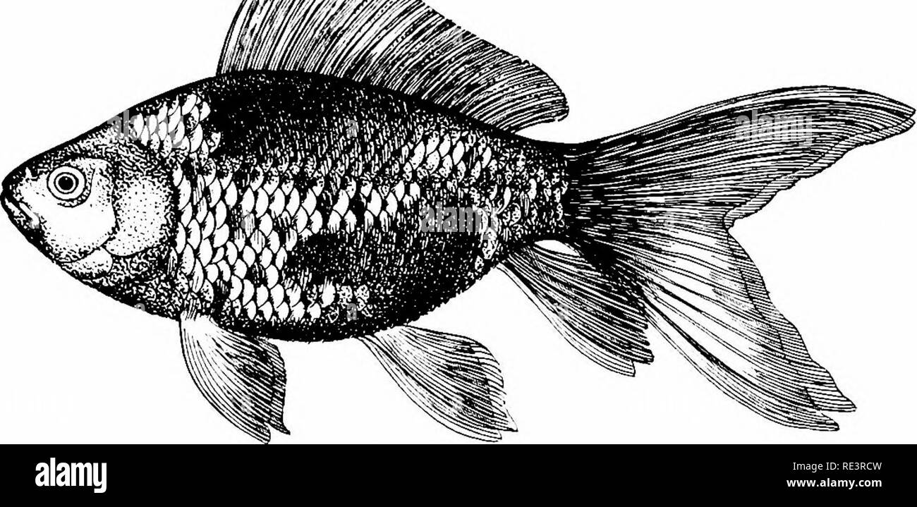Goldfish Varieties And Tropical Aquarium Fishes A Complete Guide To Aquaria And Related Subjects Aquariums Goldfish