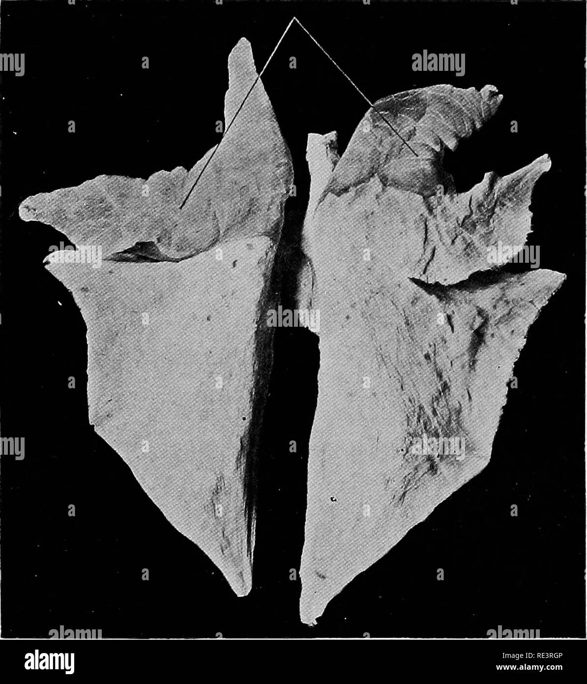 Swine practice . Swine. 160 SWINE PRACTICE driven to market, especially  when they become very hot. It is rather common as a secondary condition in  acute cases of pneumonia, svi^ine plague,